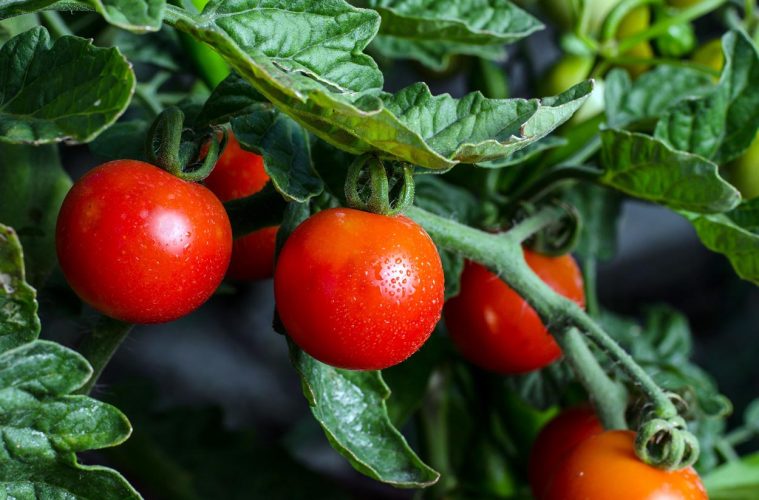 Lo que Slow Food podría aportar a la Política Agrícola Común europea