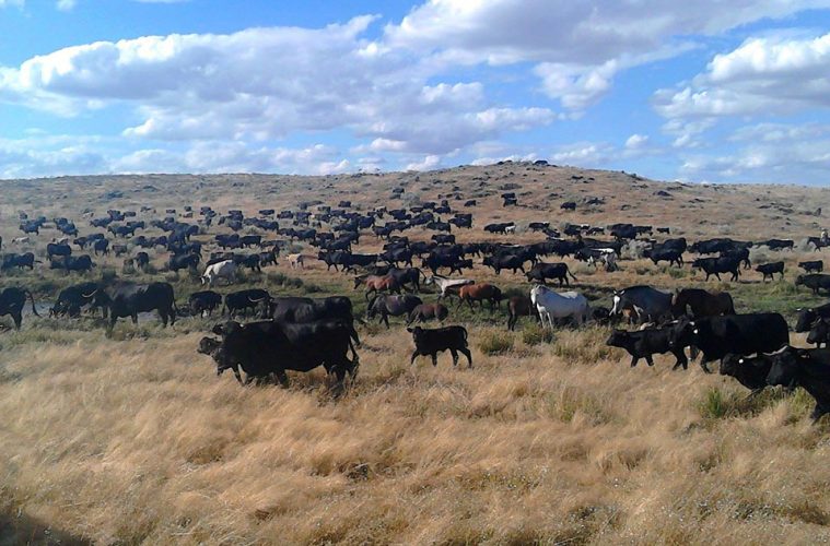 Jornada de Trashumancia de la Raza Avileña-Negra Ibérica - Foto FEAGAS