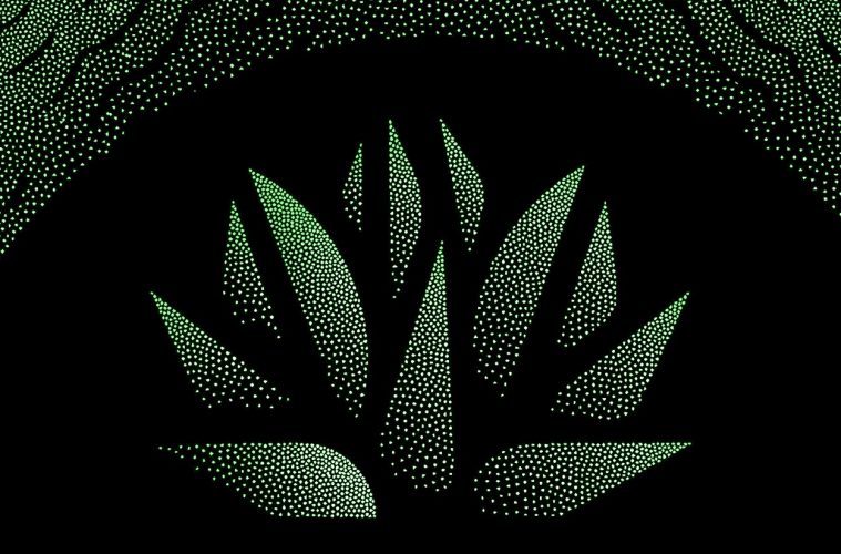 Mezcal - Detalle de la portada