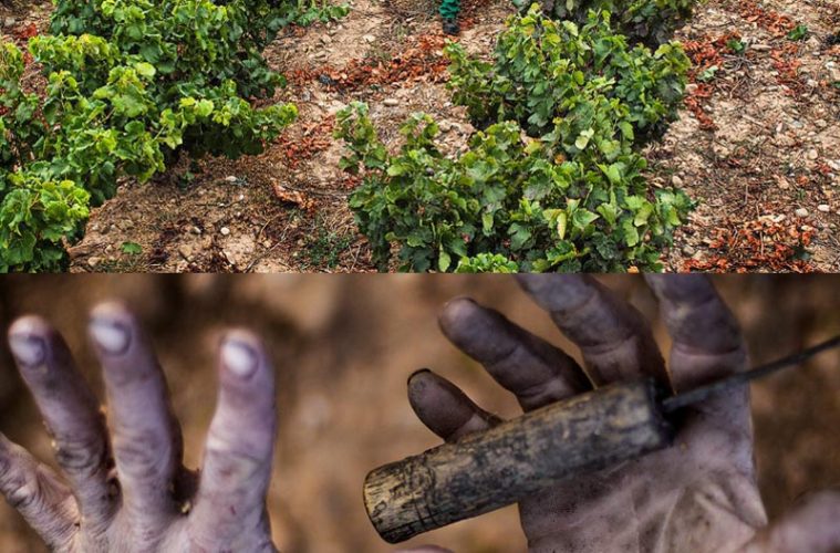 Vino, viñedo y vendimia a través del objetivo