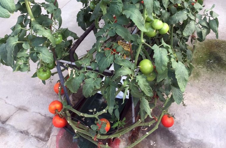Las ventajas de la hipodronia, o cómo cultivar sin suelo