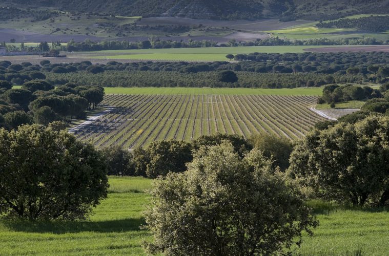 La Academia del Terruño, programa formativo sobre los vinos de pago