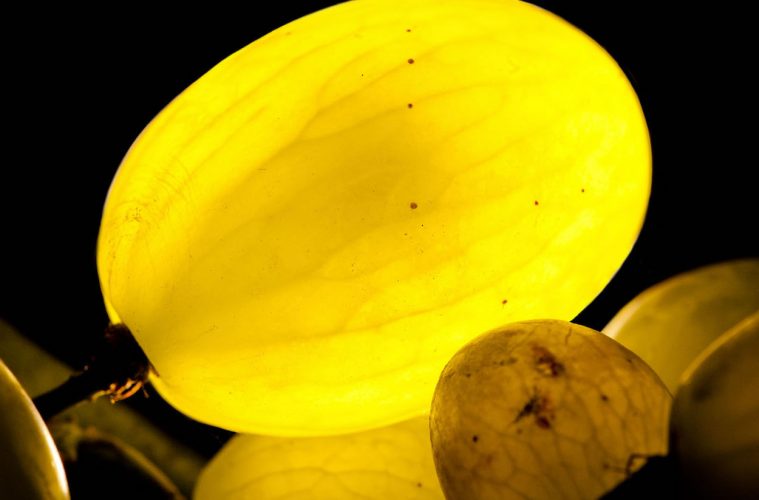 Los Sueños del Vino, exposición fotográfica