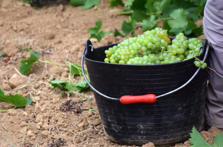 Buenas previsiones para la vendimia en la DO Penedès