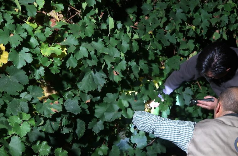 Rueda comienza su vendimia con la Sauvignon Blanc