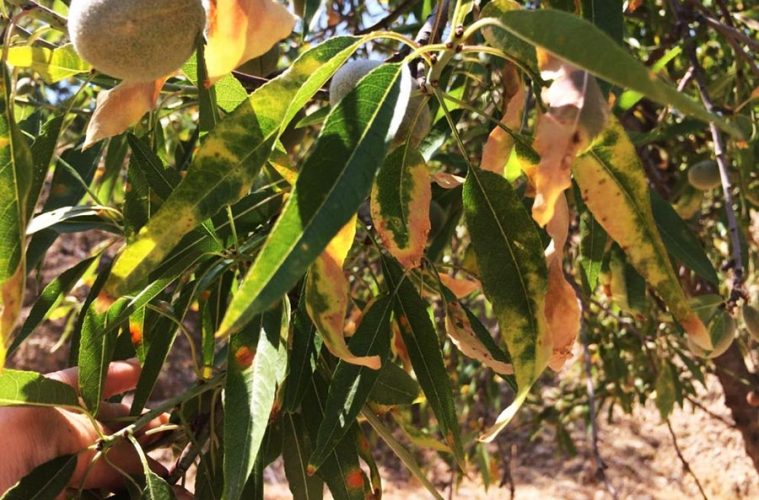 Avances en la lucha contra la Xylella fastidiosa en el olivar