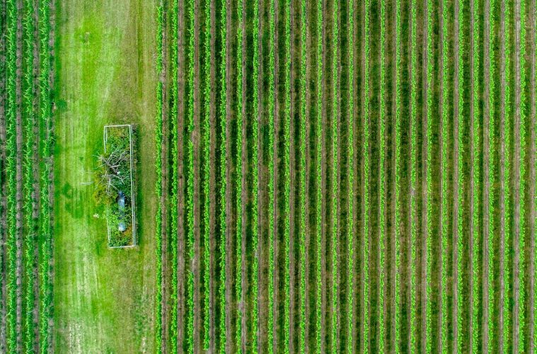 Claves para la transformación de la agricultura y ganadería en la próxima década