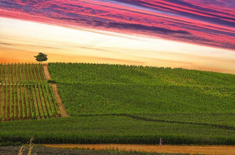 2019 cerró con un ligero descenso de la superficie de viñedo en España
