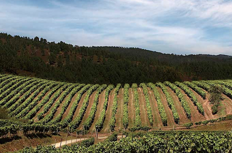 De enoturismo por las Rutas del Vino