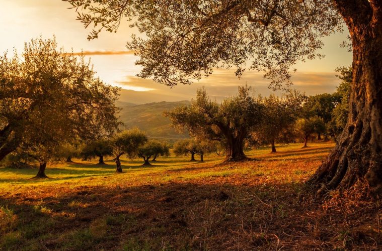 Influirá el calentamiento global en la calidad y rendimiento del aceite de oliva