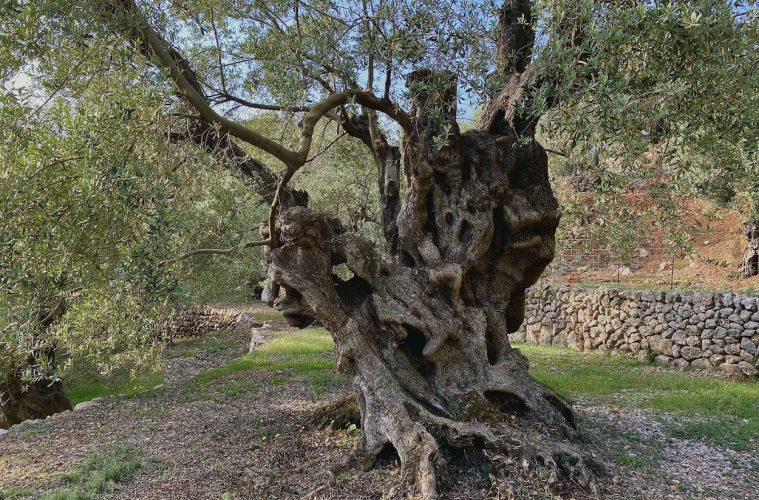 El mejor olivo monumental de España, un árbol mallorquín de más de 1.100 años