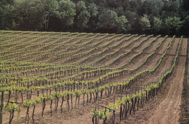 La DO Cava aprueba nuevas medidas sobre calidad y zonificación