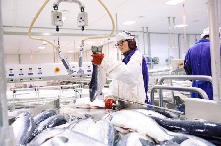 Tecnología blockchain para garantizar la calidad del pescado. Foto Sjømatbedriftene