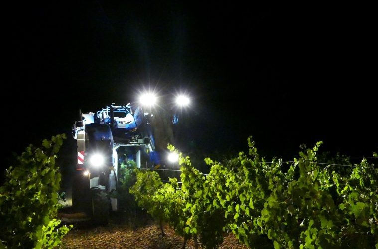 Rueda comienza su vendimia, que viene con importantes novedades