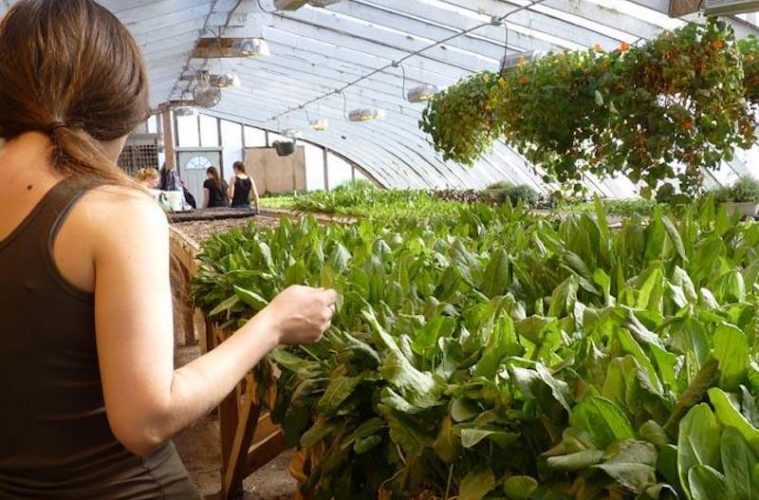 Nichos de mercado con potencial de desarrollo en el ámbito rural