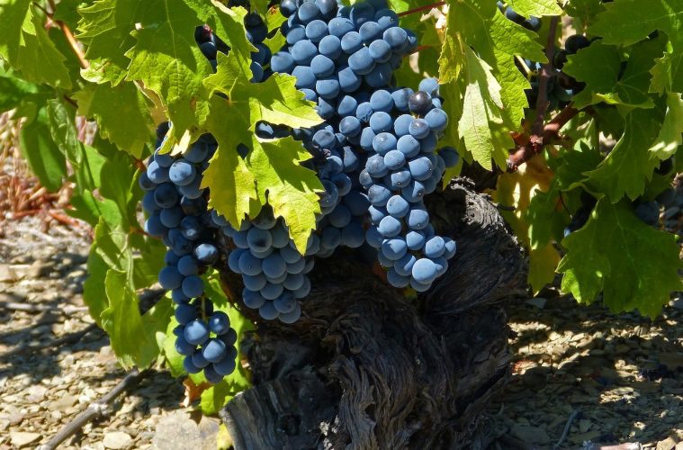 Objetivo, proteger y potenciar los viñedos viejos y centenarios de Rioja