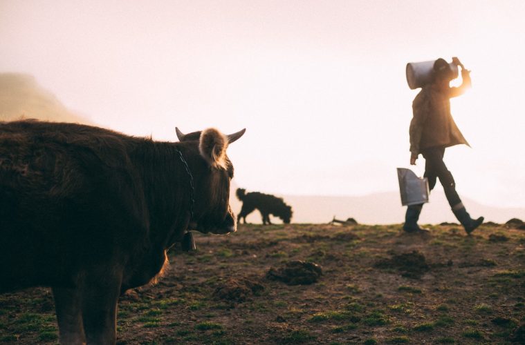 ¿Está en peligro de extinción la ganadería láctea en España?