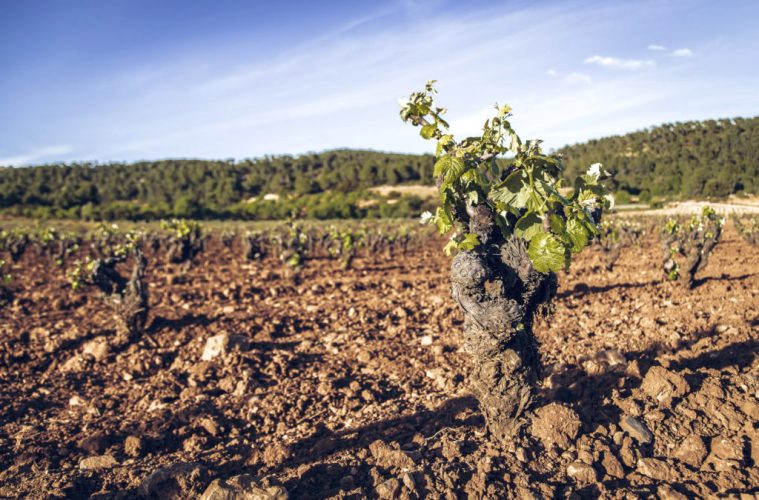 El Supremo decide que nueve municipios de la DO Valencia vuelvan a la DO Utiel-Requena