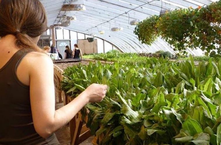Programa de estancias formativas para jóvenes agricultores