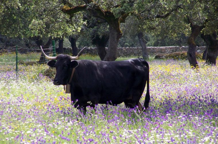 Cada vez más razas amparadas por el distintivo Raza Autóctona