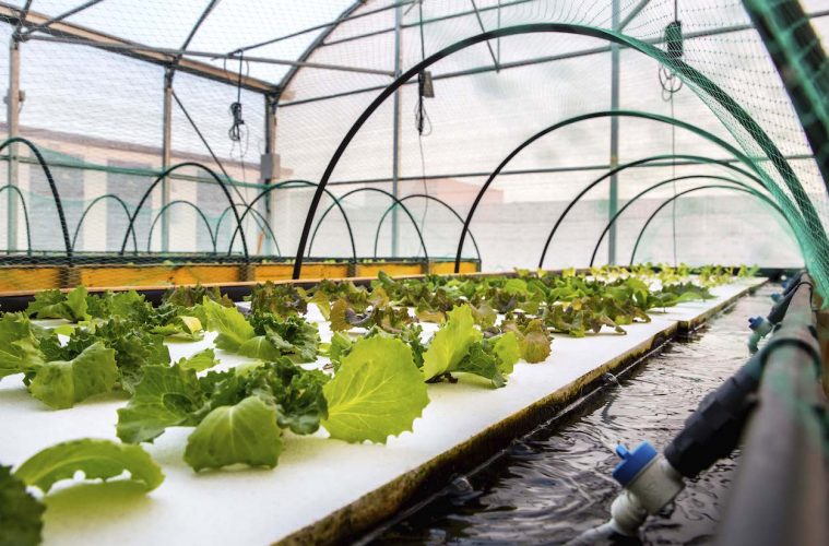 Avances en el cultivo de plantas mediante el sistema de aquaponía