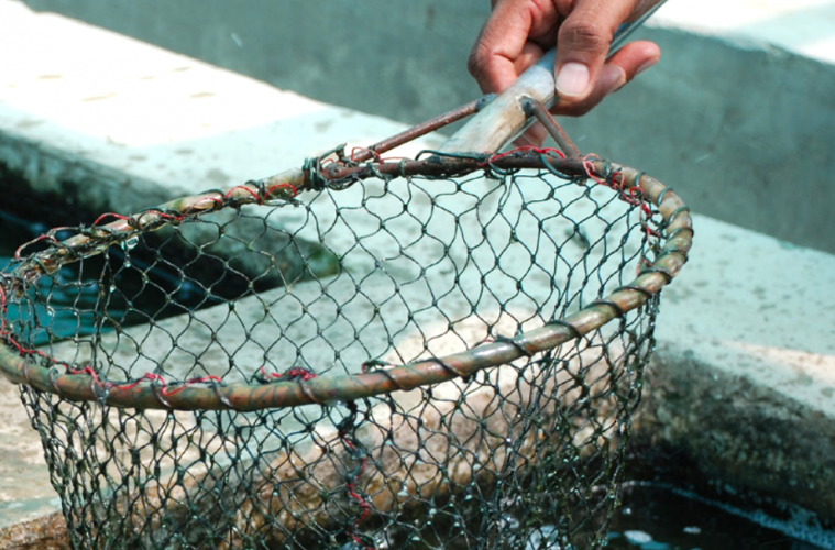 2022, Año Internacional de la Pesca y la Acuicultura Artesanales - Foto FAO