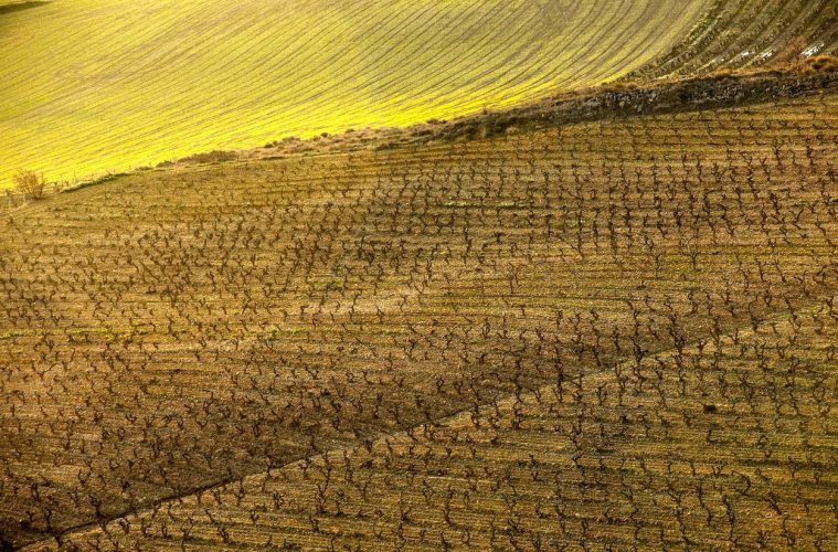 En marcha el Grupo Operativo para la protección del Paisaje y Viñedo en Rioja. Foto DOCa Rioja