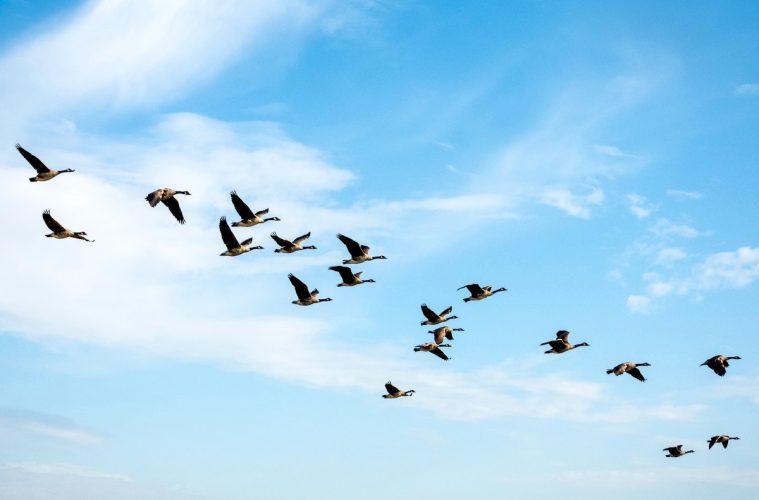 Nuevo foco de gripe aviar en Madrid más de cien de aves silvestres