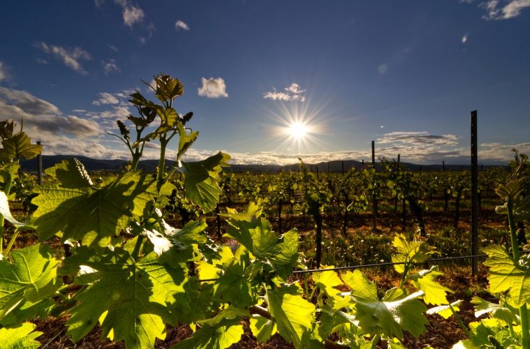 Nueva app para gestionar los costes de cultivo de un viñedo