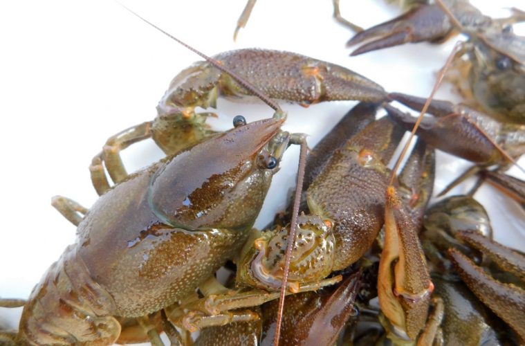 cangrejos de río autóctonos de la Península Ibérica