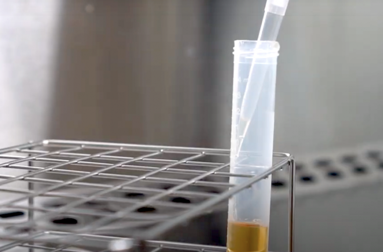 Nuevos ingredientes activos antimicrobianos frente a la Salmonella o la Listeriosis