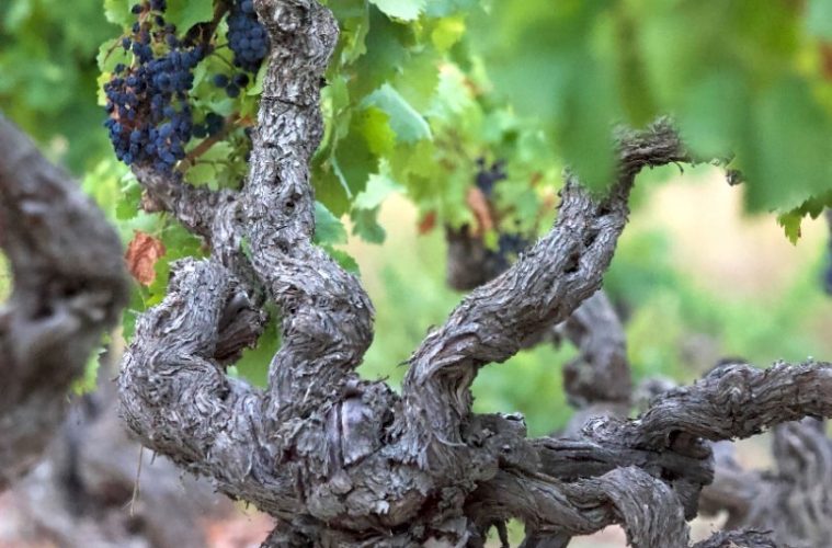 Objetivo, conservar los viejos viñedos de garnacha Foto DOP