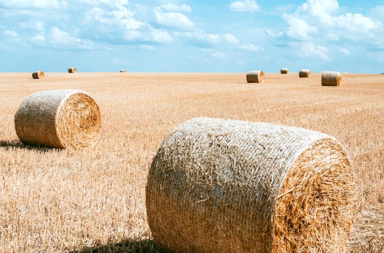 La escasez de paja por la sequía complica el cultivo del champiñón