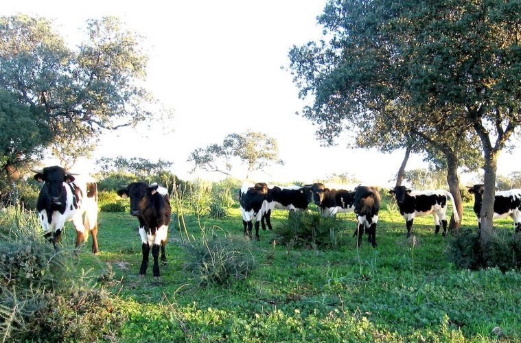 Limitado el movimiento del ganado bovino en Castilla y León para evitar poner en riesgo su situación sanitaria