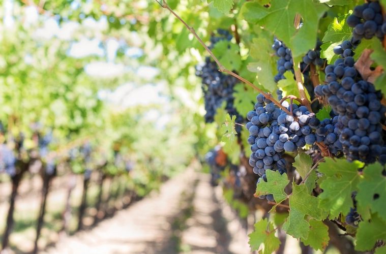 Autorizada la destilación de crisis para algunos vinos de Cataluña y Extremadura