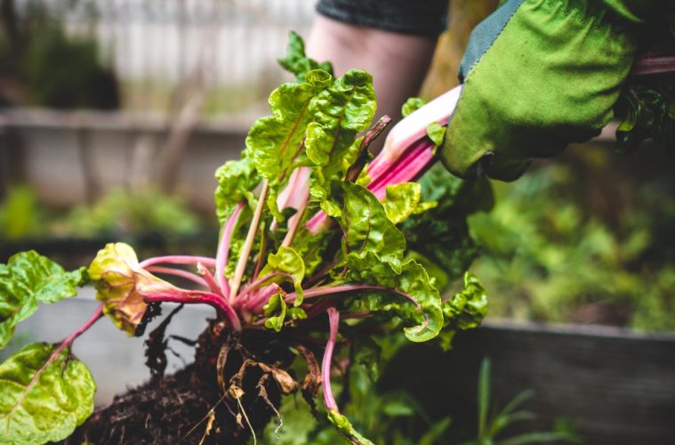 Propuestas para garantizar el futuro de la agricultura y ganadería familiar
