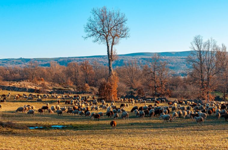 Proyectos de agricultura y ganadería familiar sostenible que son de premio - Foto Pastando con lobos
