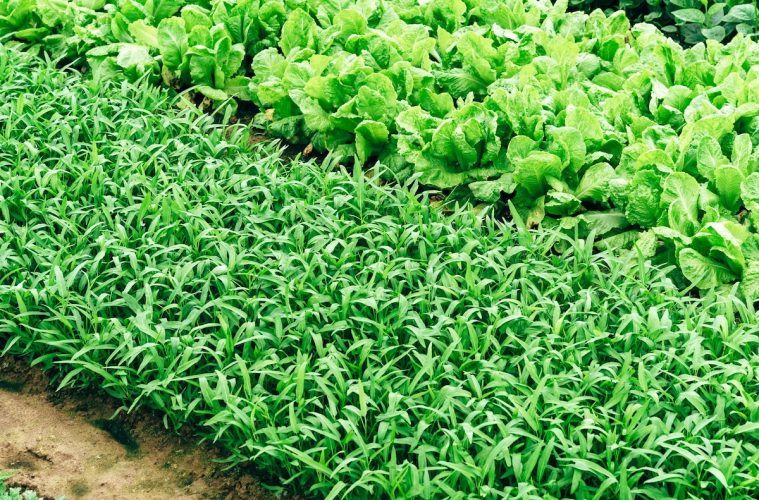 Agricultura y ganadería familiar como garantía para alimentar de forma sostenible a la sociedad