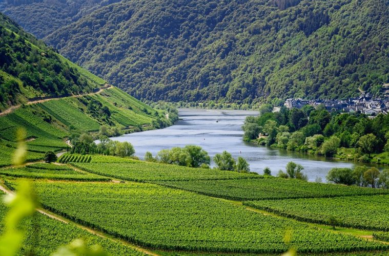 Las DOP del vino europeas, preocupadas por el nuevo reglamento sobre fitosanitarios