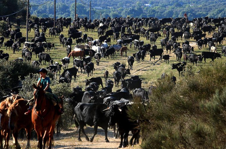 Las mejores fotos sobre la trashumancia 2023