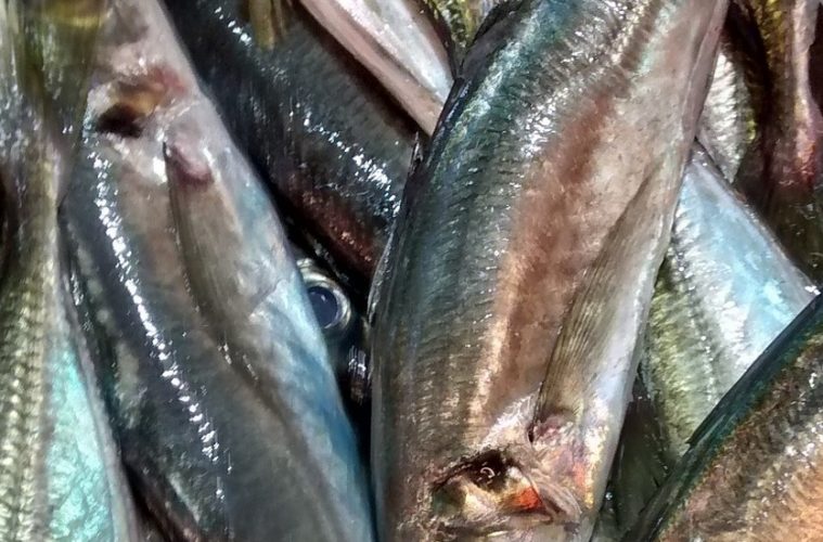 Nuevo plan de gestión sostenible para la pesca de cerco de boquerón y sardina en el Mediterráneo - Foto MAPA