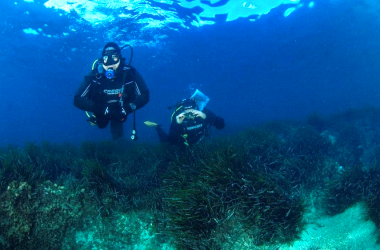 Proyecto para restaurar las praderas de Posidonia de Ibiza a través del ecoturismo