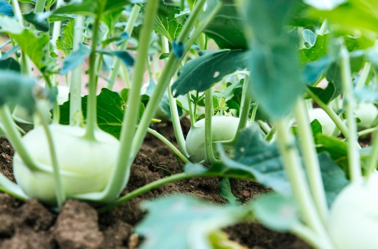 Sensores de humedad y temperatura que podrían reducir a la mitad el consumo de agua de la agricultura