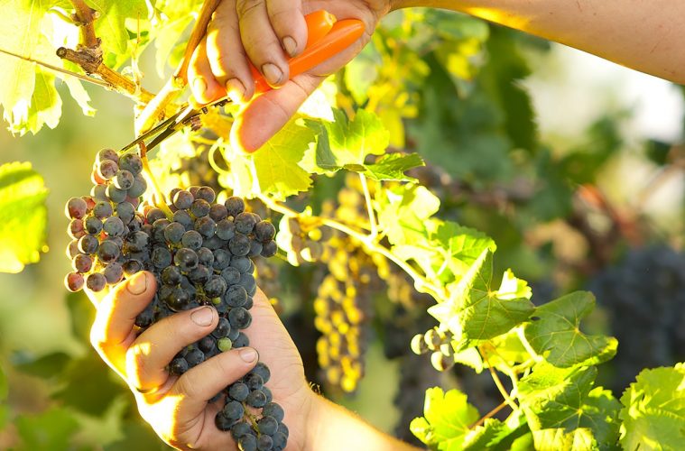 Sobre las ventajas de usar contratos tipo homologados en esta nueva campaña de uva y vino