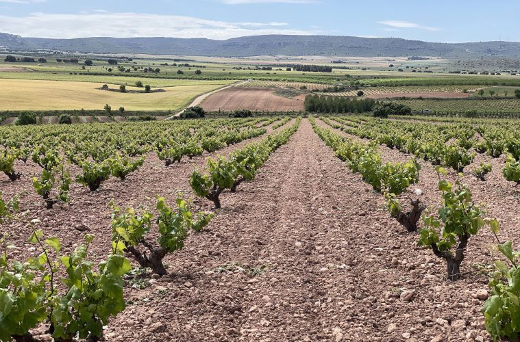 Almansa, nueva Ruta del Vino de España