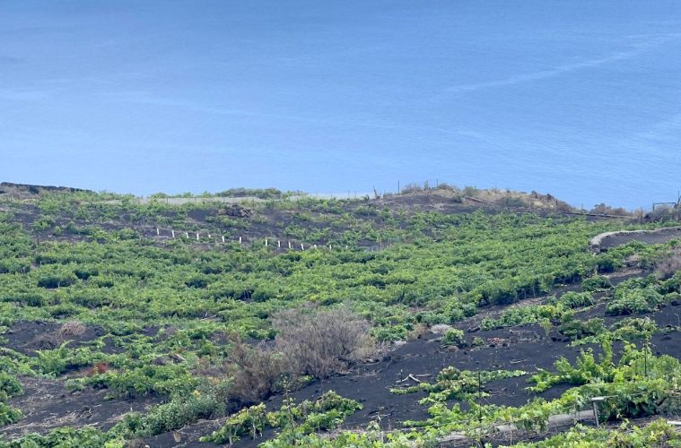 Ángel de Viñas, iniciativa para recuperar viñedos viejos al borde de la extinción