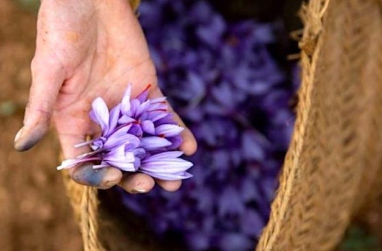 El temor a una nueva caída de la producción marca el inicio de la cosecha de azafrán de La Mancha
