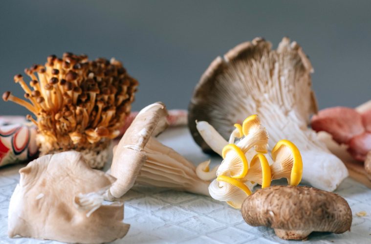 Soria prepara su Congreso Internacional de Cocina y Turismo Micológico
