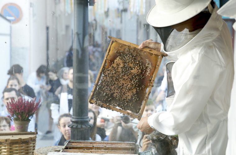 Todo listo para el Primer Corte de la Miel de Ayora
