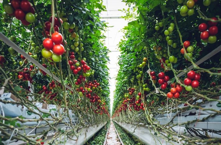 Acuerdo en la COP28 para reducir las emisiones de carbono del sistema alimentario